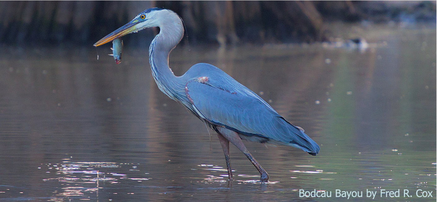 A Blue Color Crane in Water With a Fish in Beak Copy