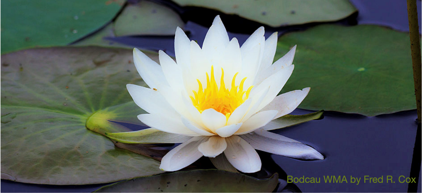 A White Color Water Lily in a Pond Filled With Water